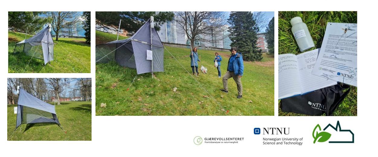TRAPS: The "tents" were set up to trap insects, and the traps were emptied three times. Experts in the field was Frode Ødegaard in front (NTNU Vitenskapsmuseet), next to Anita Kalteborn (NTNU) and Henriette Vaagland (NTNU) in the back. The analyses were conducted by tle Rem Knardal 