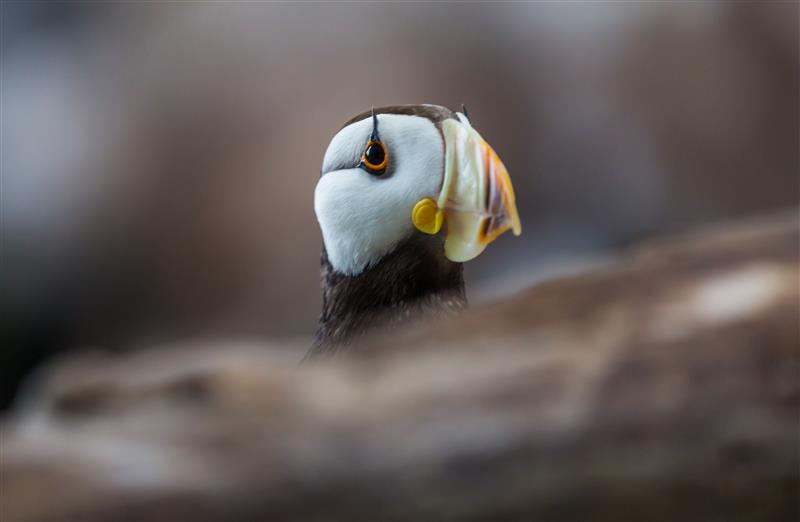 Bird. Photo