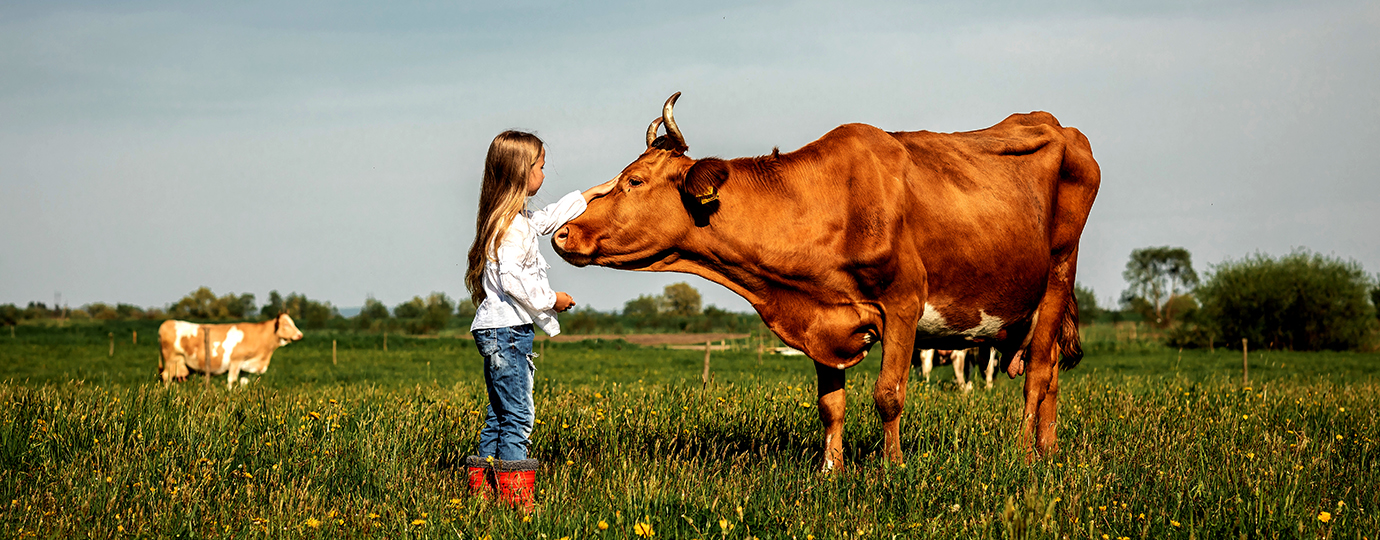 A cow and a girl. Photo: Shutterstock