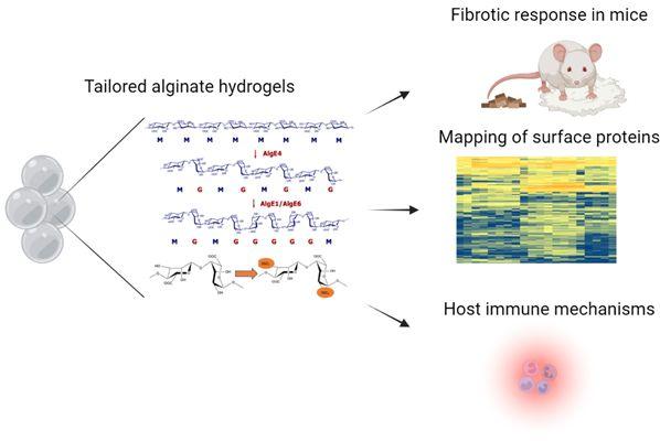 Illustration showing tailored alignate hydrogels and their connection to fibrotic response in mice and mapping of surface proteins. Illustration.