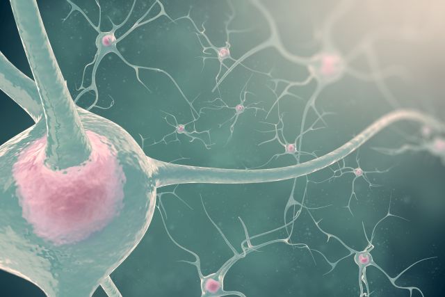 Illustration of a neuron