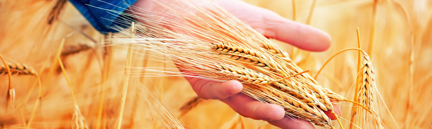 Hand holding wheat ears