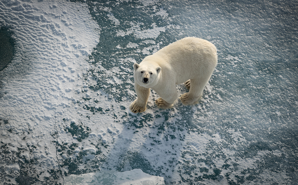 Polar bear on ice