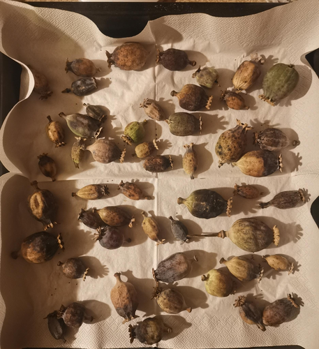 Photo of seed capsules on a white bakcground