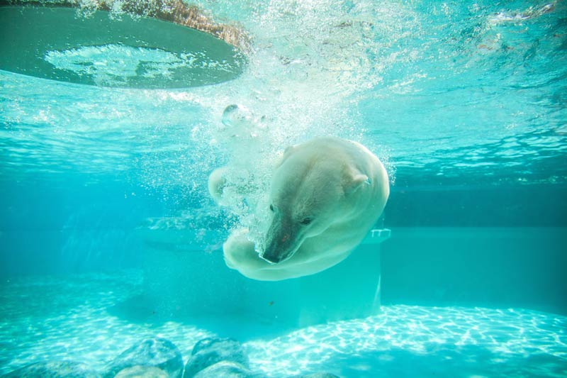 A polar bear under water. Photo