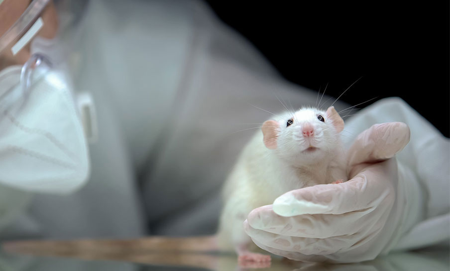 Laboratory mouse. Photo: Colourbox