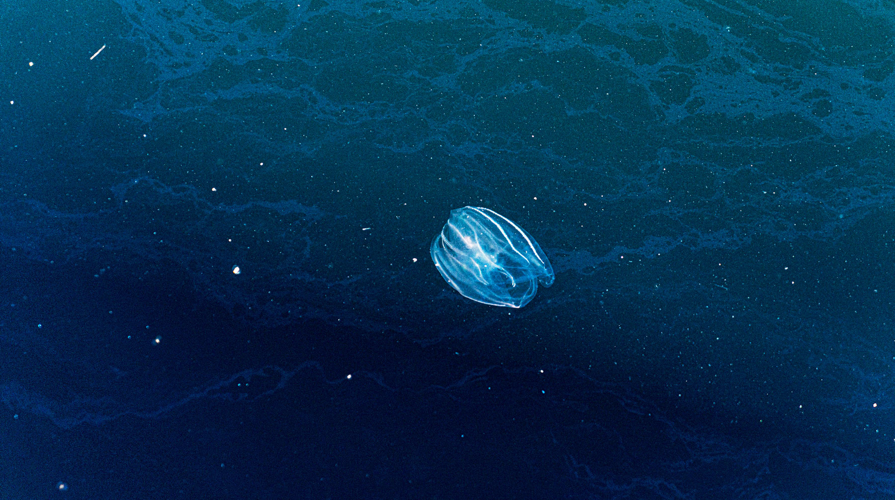An image of a jellyfish in the sea. Photo.