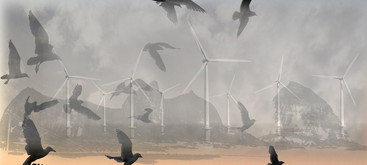 Image of common seagulls and windmills near the Norwegian coastline. Photo.