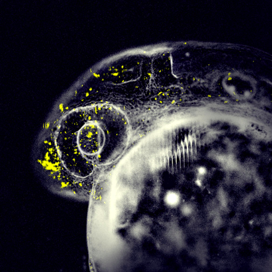 Photo illustration of a zebrafish with nanoparticles