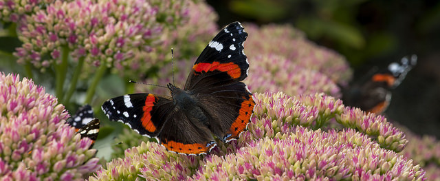 Illustration photo of butterfly and flowers