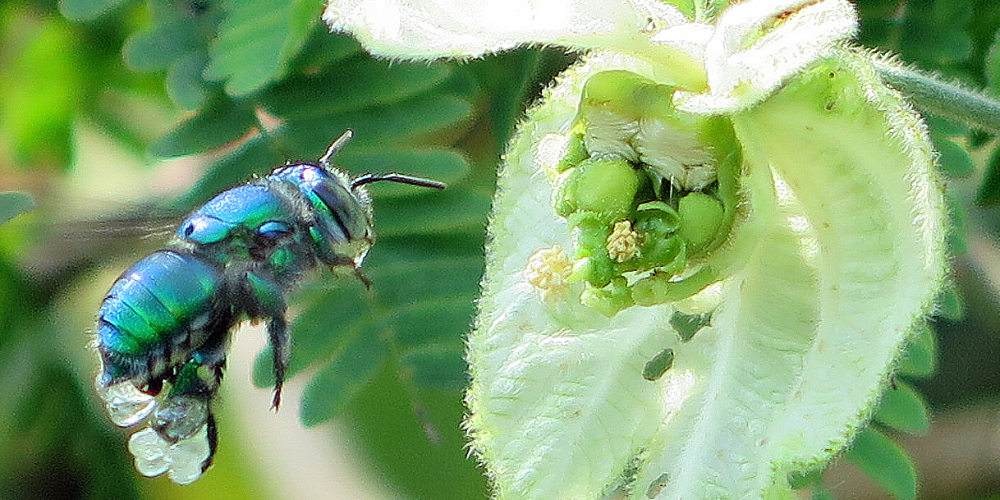 Foto CBD av flue og blomst