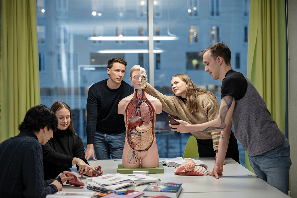 Fem studenter og en anatomisk modell