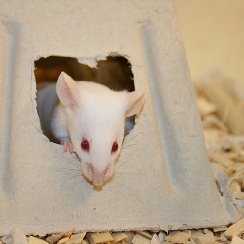 Mouse peeking out of a hole in a cardboard box