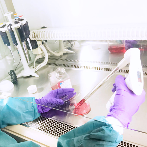 Close-up of hands working with cells in a laboratory
