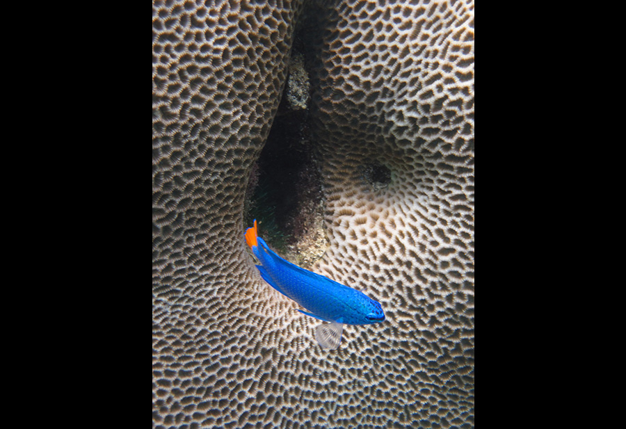 Sapphire devil damselfish by its nest in a coral. Photo: Trond Amundsen