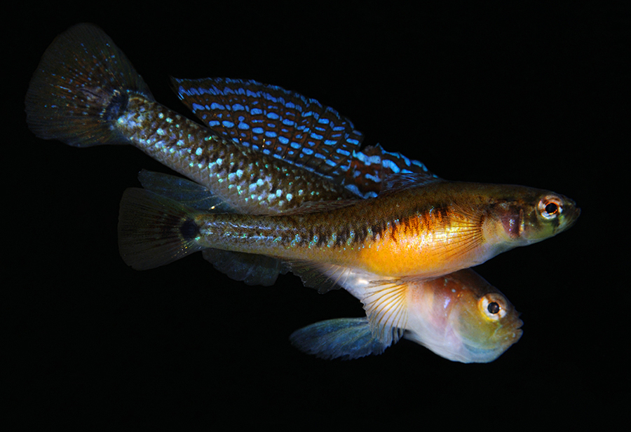 Flirting two-spotted gobies. Photo: Nils Aukan