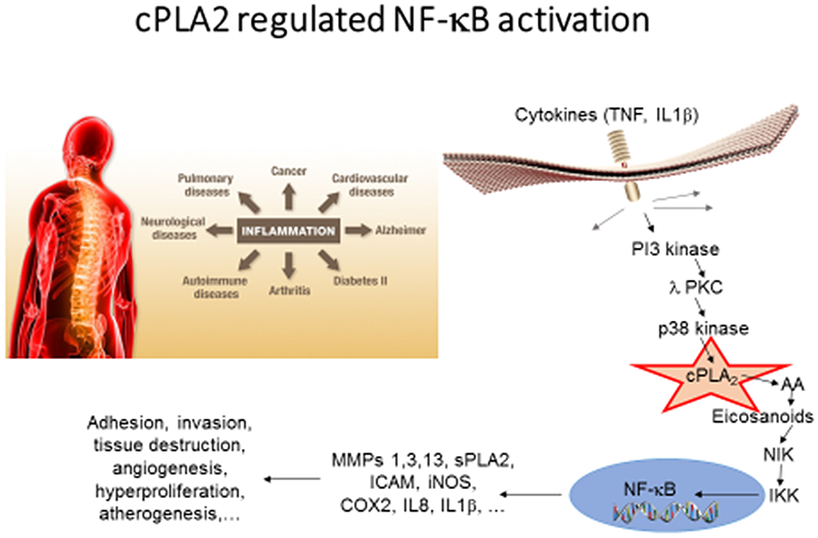 cPLA2 regulated NF-kB activation. Graphic