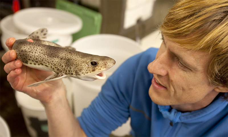 Fredrik Jutfelt holding a small shark. Photo
