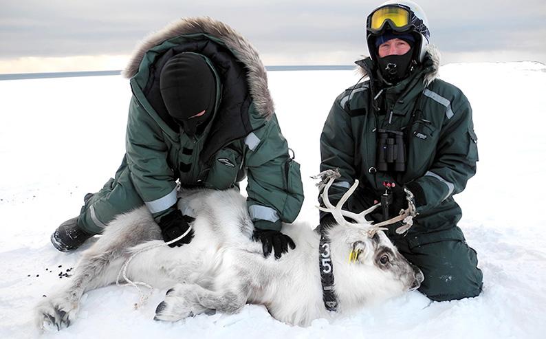 Two researchers with reindeer on the ground. Photo
