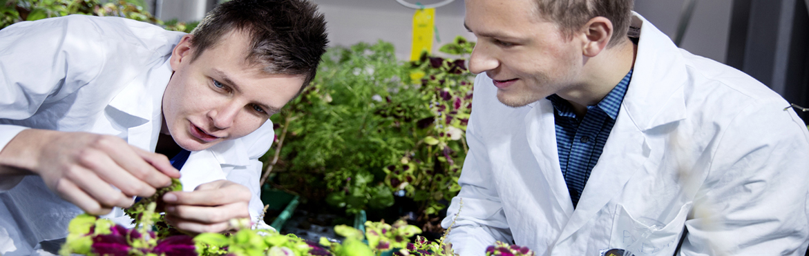Bachelor and master programmes in Biology. The plant lab at NTNU in Trondheim