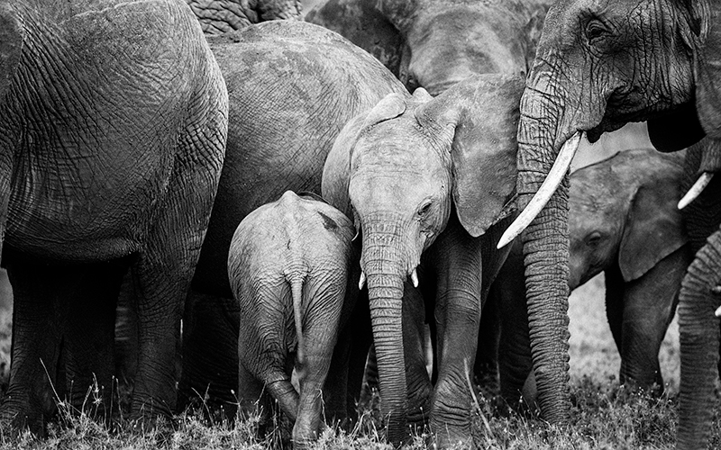Group of elephants. Photo