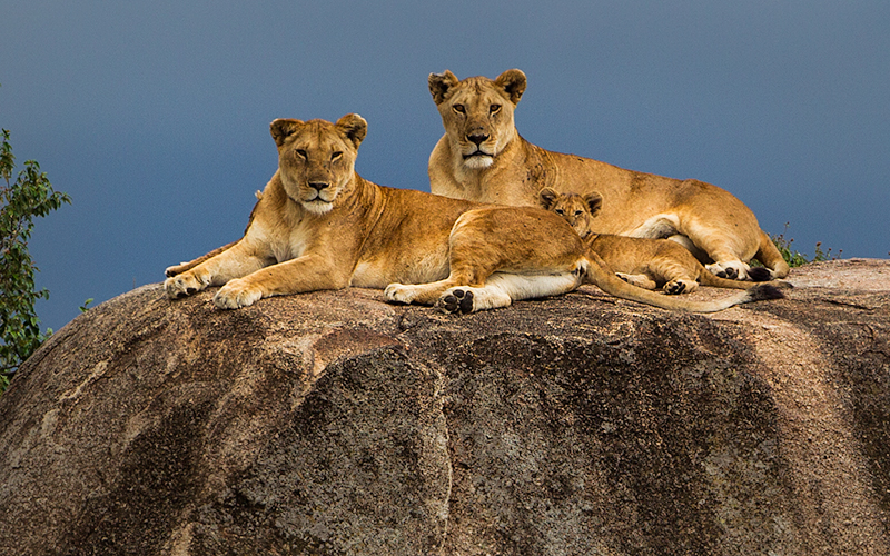 Lions on a stone. Photo