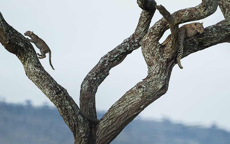 Two leopards in a tree. Photo
