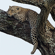 Leopard. Photo