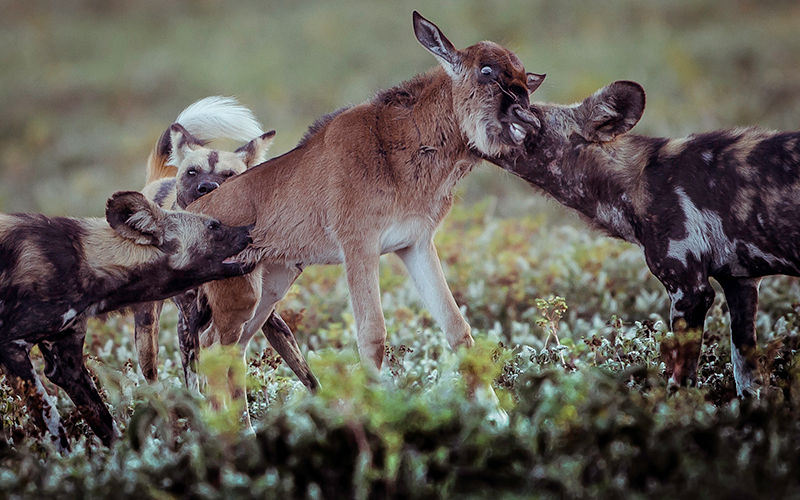 Wild dogs taking down a wilderbeast calf. Photo