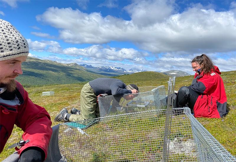 Three researchers preparing two cages on the tundra. Photo