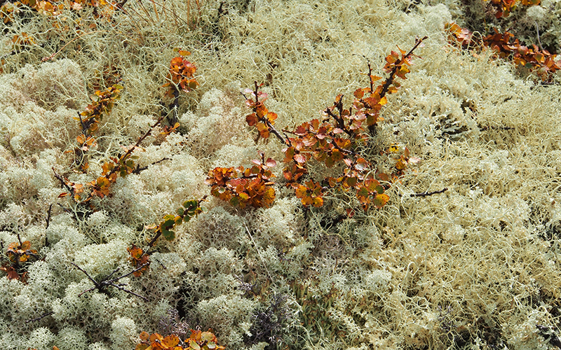 Dominant lichens: Cladonia stellaris and Alectoria ochroleuca. Photo