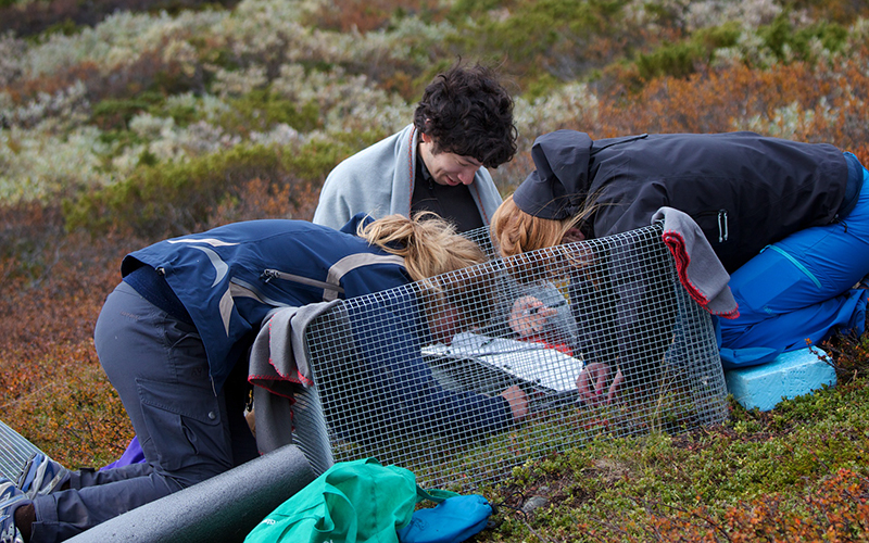 Researchers making notes in front of a cage on the tundra. Photo