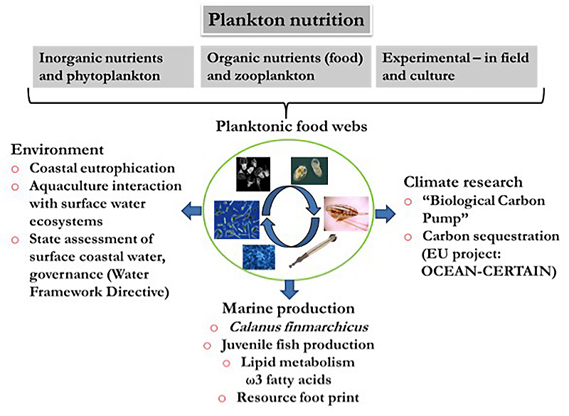Plankton nutrition. Illustration