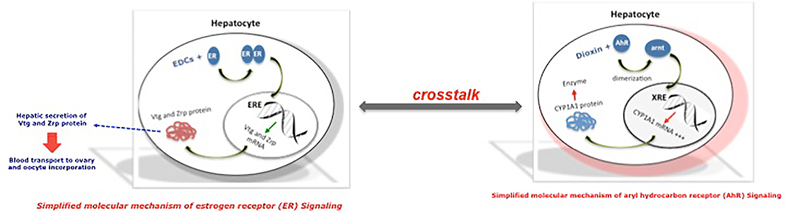 Hepatocyte crosstalk. Illustration