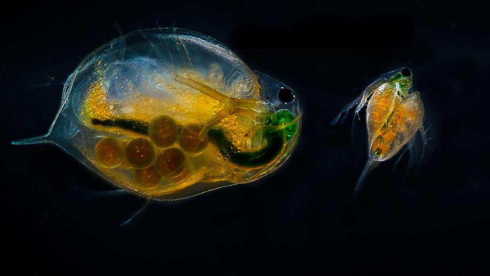 Daphnia magna. Photo