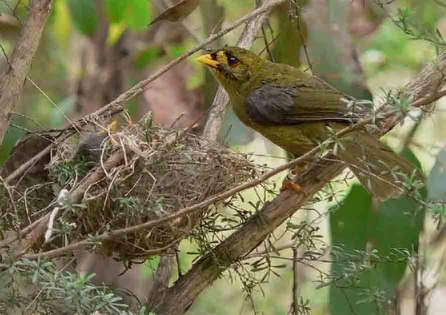 Bird at bird nest. Photo