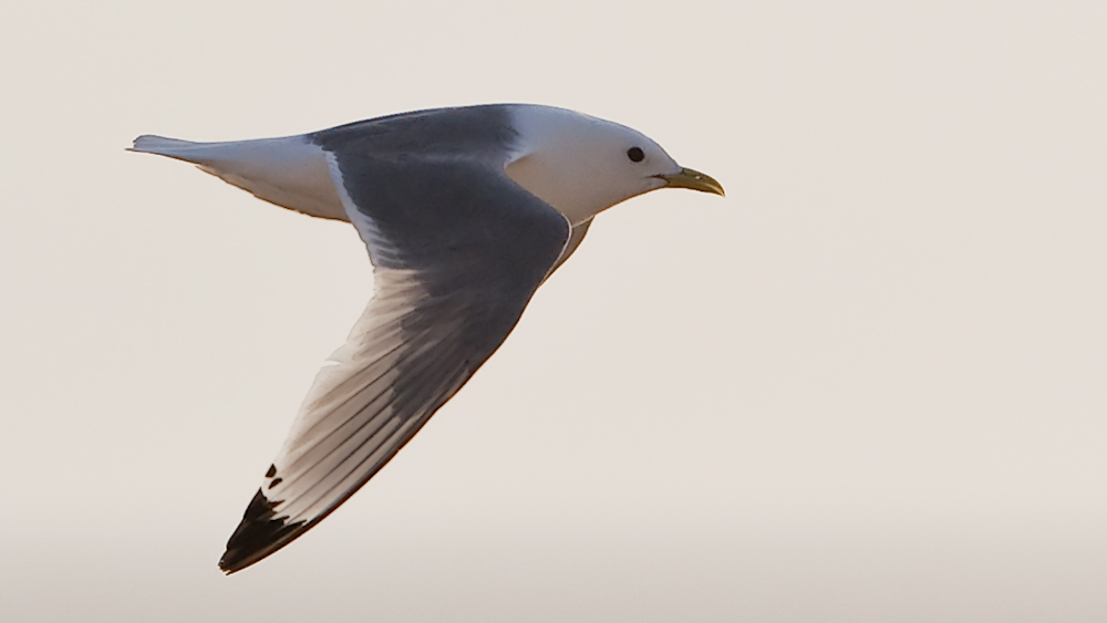 Seagull flying. Photo.