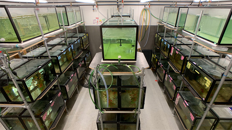 Aquariums in the lab. Photo