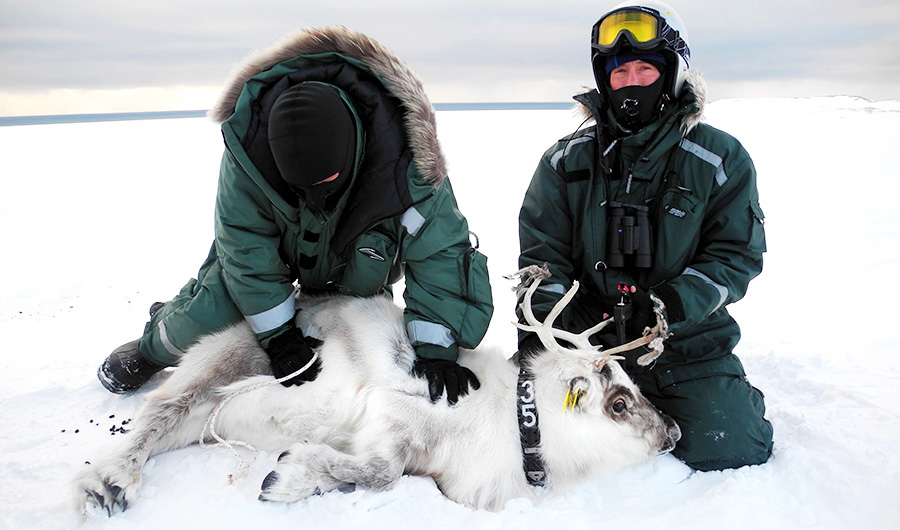 Two researchers in snow with a white reindeer laying down. Photo