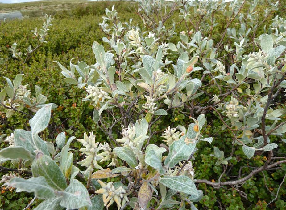 Plants on the tundra. Photo