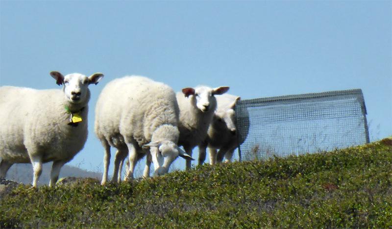 Sheep in nature next to a cage. Photo