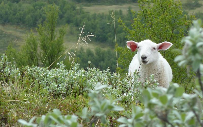 Sheep in nature