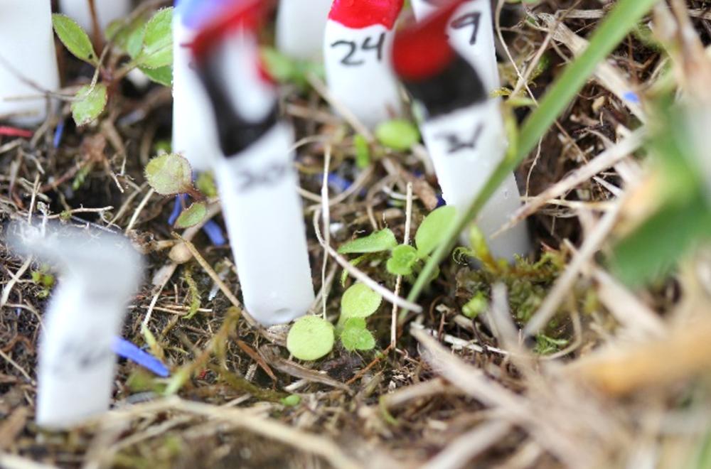 Samples in nature marked. Photo