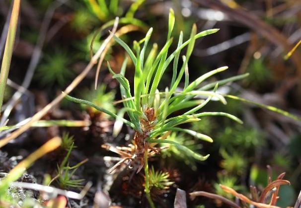 Small plant in nature. Photo