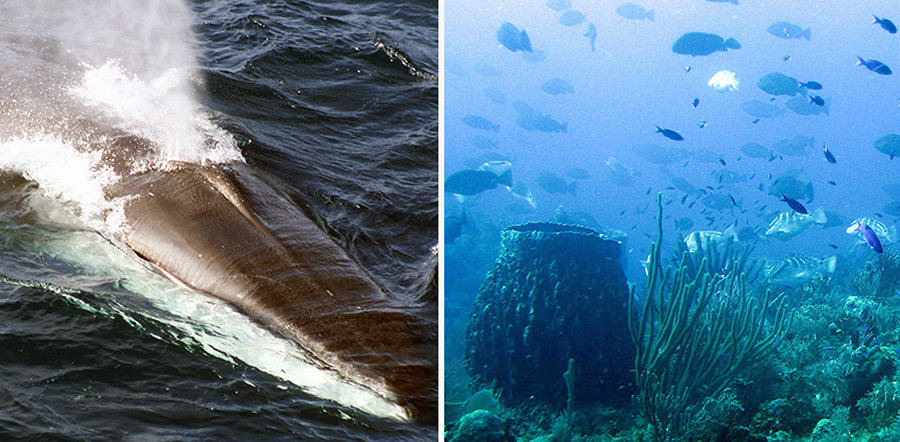 2 photos. Whale on the water surface and photo of exotic fish. Photos