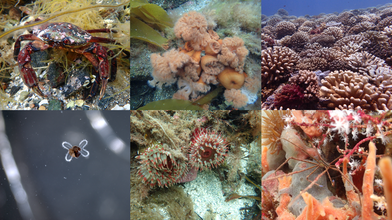 A crab and corals in the sea