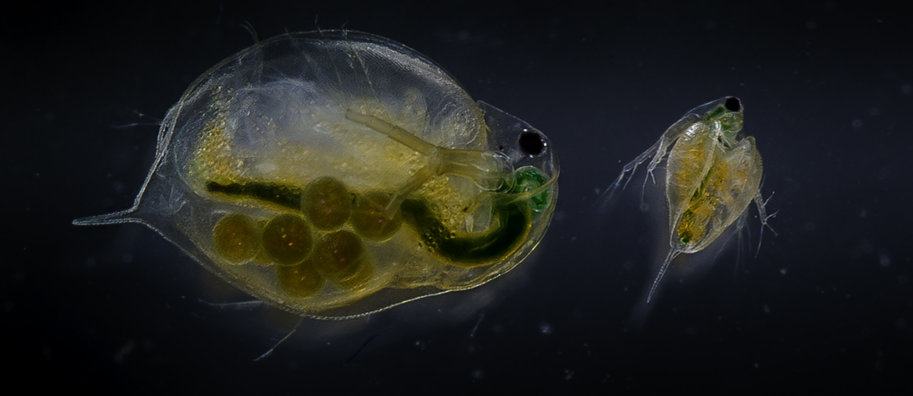 Dapnia Magna.The use of Daphnia magna as an experimental animal for such purposes is advantageous in many respects. Photo: Per Harald Olsen Dapnia Magna.The use of Daphnia magna as an experimental animal for such purposes is advantageous in many respects. Photo