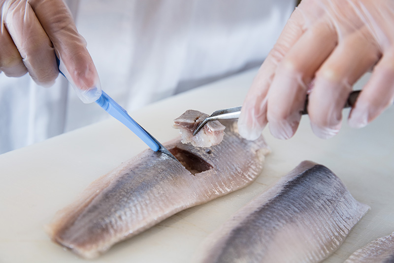 Researching cutting a fish sample. Photo