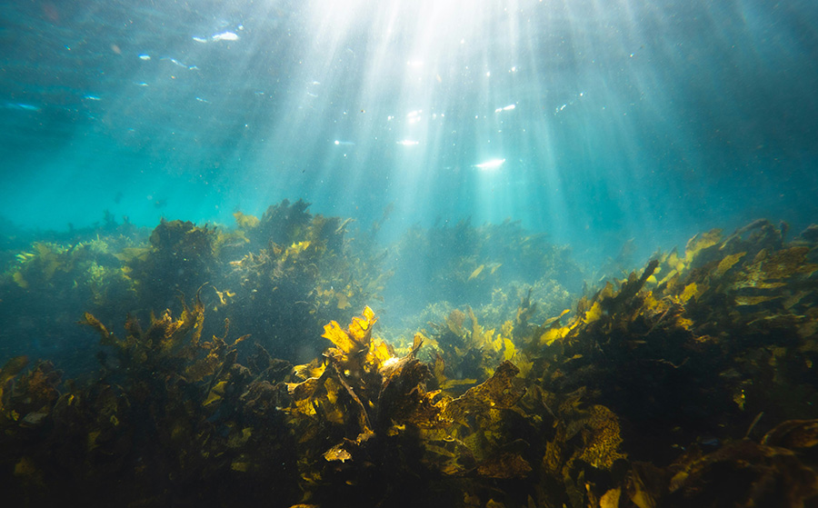Seaweed under water with the sun shining in