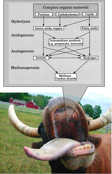 Biogas production by cattle (Photo montage K. Østgaard)